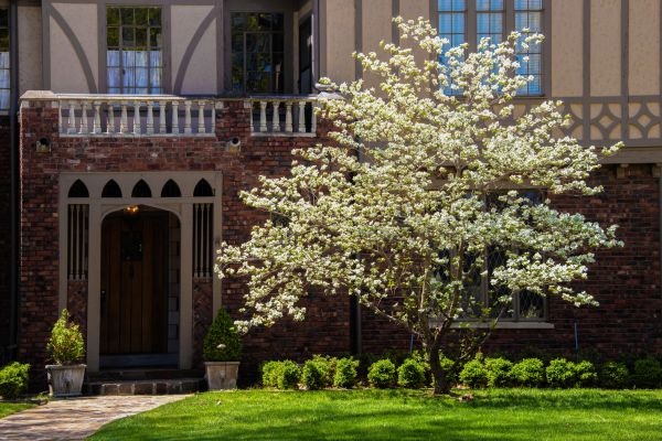 Dogwood Tree Planting in Walla Walla