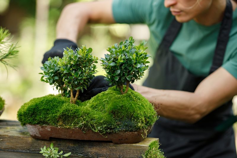 Boxwood Planting